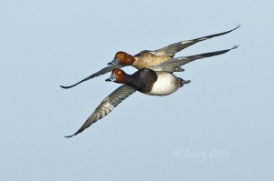 Adult and first year Redhead males with wings parallel