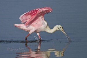 Roseate Spoonbill landing in the Laguna Madre.