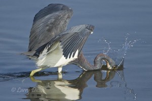 Tricolored Heron grabbing a fish in the Laguna Madre shallows.