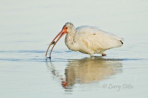 A juvenile white ibis with small crab at Goose Island State Park, Texas.