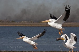 Pelicans take off with prescribed burn smoking in the background.