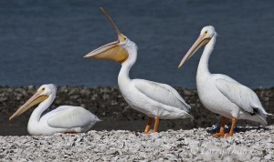 Are these pelicans accustomed to boat traffic?