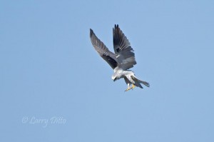 White-tailed Kite dropping on prey.