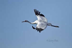 Adult whooping crane in flight.