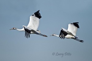 Whooper pair circling near out boat at mid-morning.