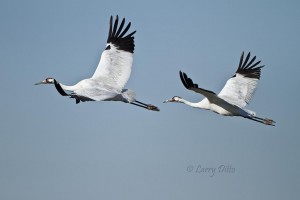 Whooping crane pair in flight.