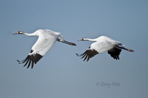 Fourth shot of a whooping crane flight series.