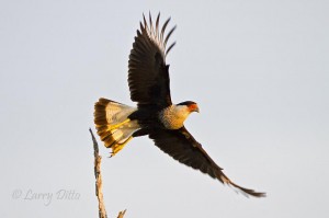 Crested Caracara at sunset on the Santa Clara Ranch.