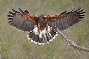 Harris's hawk landing on perch at Santa Clara Ranch.