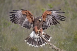 Harris's hawk landing