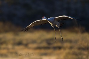 Sandhill crane landing at the roost pond in front of mountain shadows at Bosque del Apache National Wildlife Refuge, New Mexico.