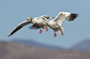 Snow geese with landing gear down.