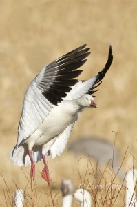 Snow goose landing with sandhill cranes in a Bosque cornfield.