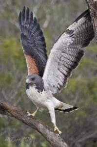 Although larger than the Harris's hawk, this white-tailed hawk was eventually chased away by the smaller, more agressive birds.