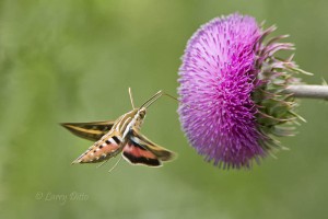White-lined Sphinx Moth feeding at bull thistle bloom