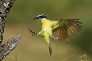 Great Kiskadee_Larry Ditto_MG_6736