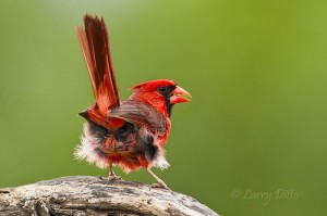 Northern Cardinal_Larry Ditto_MG_4347