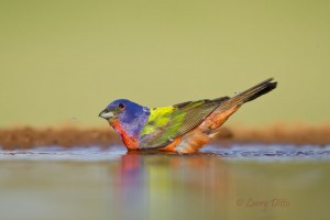 Painted Bunting_Larry Ditto_MG_6350