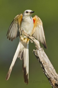 Scissor-tailed Flycatcher_Larry Ditto_MG_6886