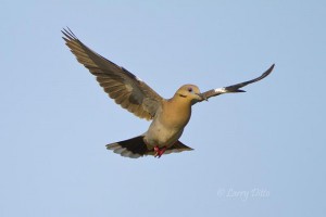 Adult white-winged dove landing.