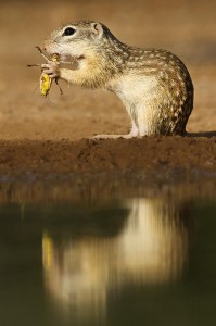 groundsquirrel eating grasshopper