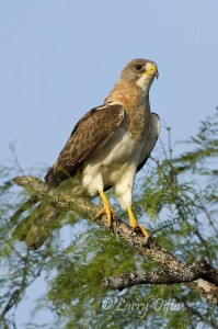 Swainson's Hawk in mesquite