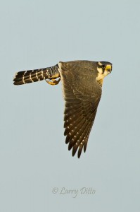 Aplomado Falcon_MG_6011