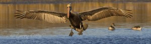 Brown pelican landing near Goose Island State Park marina.