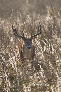 White-tailed Deer (Odocoileus virginianus) buck in bluestem grass, s. Texas