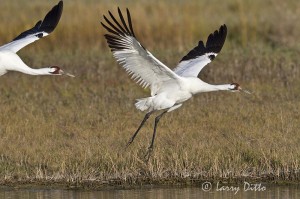 Whooping Crane_Larry Ditto_MG_5997