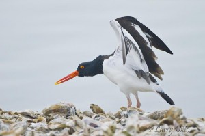 American Oystercatcher_MG_9320