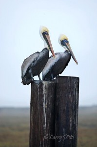Brown Pelicans_70K3314