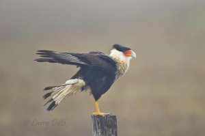 Crested Caracara_Larry Ditto_MG_9434