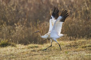 Whooping Crane_Larry Ditto_MG_0460