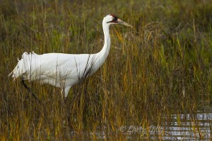 Whooping Crane_Larry Ditto_MG_9784