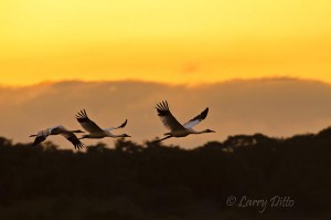 Whooping Crane_Larry Ditto_MG_9900