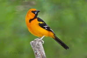 Altamira Oriole_51U5248