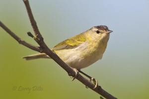 Tennessee Warbler, the plainest bird in town.