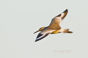 Willet_Larry Ditto_MG_3901