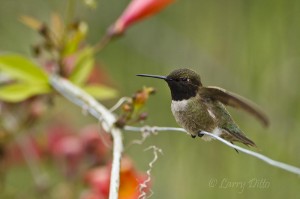Black-chinned Hummingbird_MG_4808