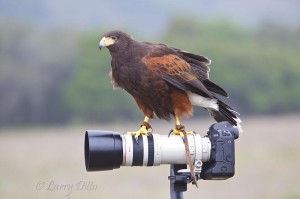 Harris's Hawk_51U8757