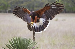 Harris's Hawk_51U8906