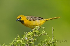 Hooded Oriole_MG_5686
