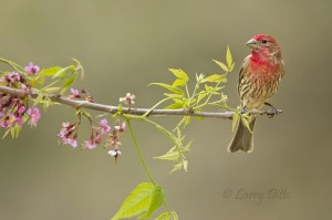 House Finch_MG_4912