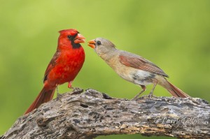 Northern Cardinals Bonding_51U1509