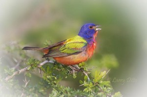 Painted Bunting_51U1382