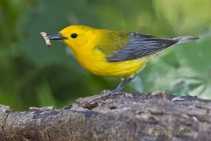 Prothonotary Warbler_51U9523