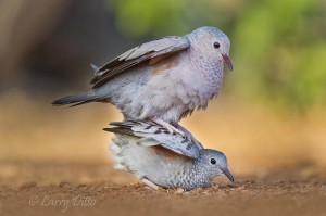 Common Ground-Dove_51U4482