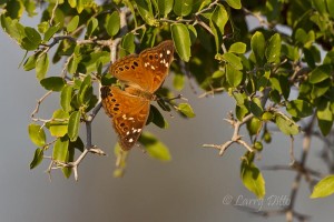Hackberry Emperor