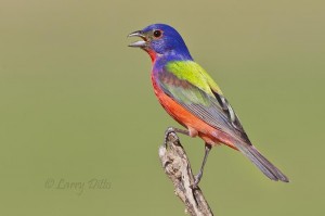 Painted Bunting panting as it perches next to a ranch pond.